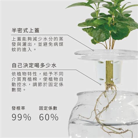 水 根 植物